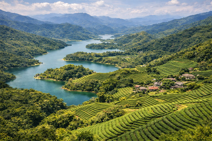 Pinglin Tea Plantation terraced tea fields near Taipei, Taiwan