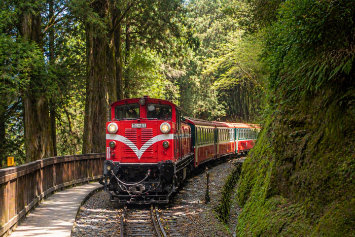 Alishan Forest Railway tour with train passing through forest in Taiwan